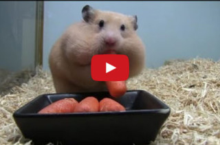 Chunky Hamster Stuffing His Face Full Of Carrots