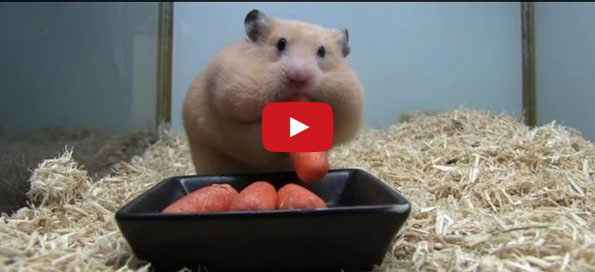 Chunky Hamster Stuffing His Face Full Of Carrots