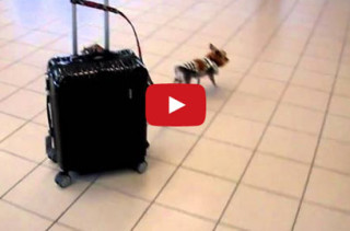 Tiny Dog Pulls Big Suitcase Through Airport