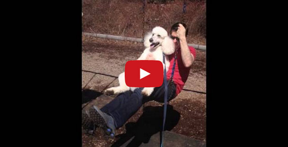 This Standard Poodle On A Swing Will Make You :D