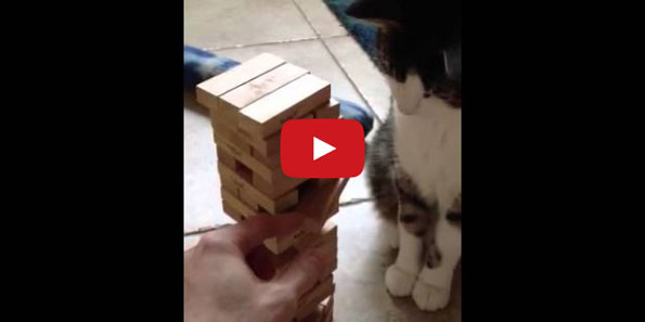 Jenga: Fun For The Whole Family, Including Kitty!