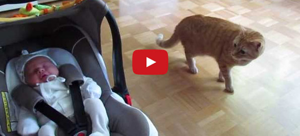 Cat Meeting New Baby Will Tug Your Heartstrings