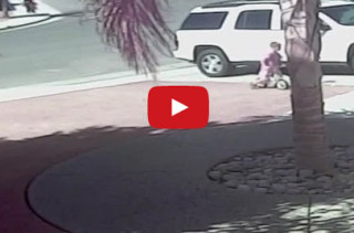 Good Kitty: Cat Rescues Boy From A Dog Attack