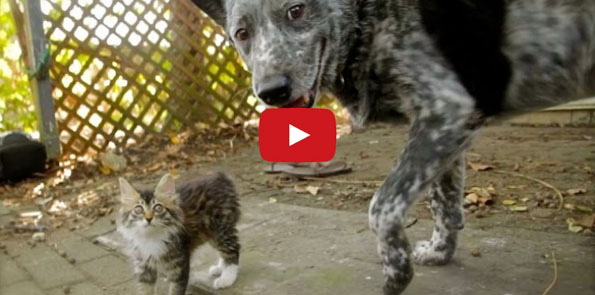 Cattle Dog & Disabled Kitten Are The Sweetest Besties