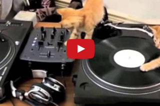 Kittens Aren’t Good DJs But They’re Cutest DJs