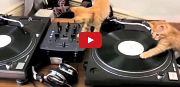 Kittens Aren’t Good DJs But They’re Cutest DJs