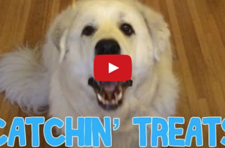 This Dog Is The Worst At Catching Treats!!