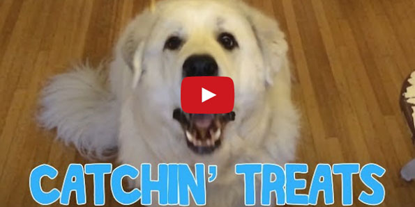 This Dog Is The Worst At Catching Treats!!