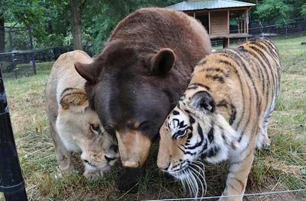 Oh My!: Lion, Tiger, & Bear Are Real Life Besties