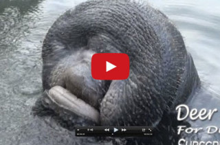 A Manatee Drinking Water WTF Did I just Watch