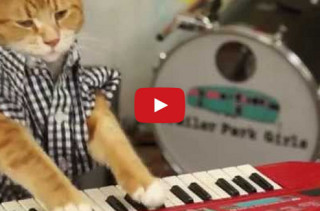 Keyboard Cat Is Back & Better Than Ever!