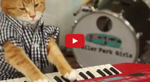 Keyboard Cat Is Back & Better Than Ever!