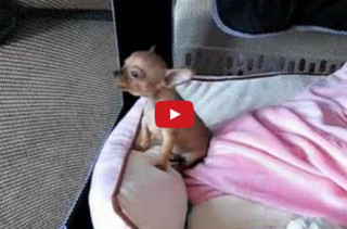 Watch This Puppy Howl & Squee Your Face Off