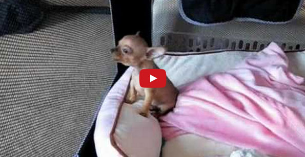 Watch This Puppy Howl & Squee Your Face Off
