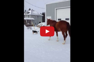 DAW!: A Little Puppy Takes A Big Horse For A Walk
