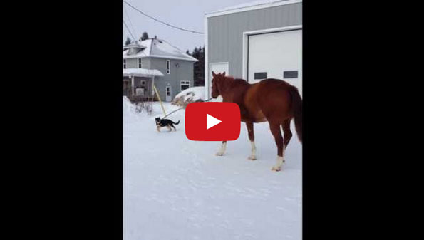 DAW!: A Little Puppy Takes A Big Horse For A Walk