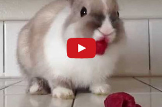 This Rabbit Rides An Invisible Bicycle While Drinking Milk
