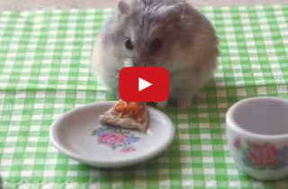 Tiny Hamster Goes To Disney World & Of Course It’s Adorable!