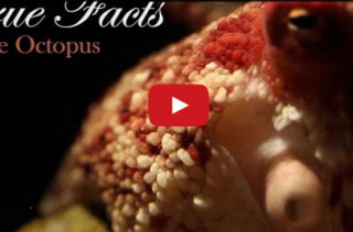 Hilarious, Not Completely Factual Video About Octopi