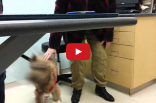 Watch This Blind Dog See His Fam Post-Eye Surgery & Smile Your Face Off