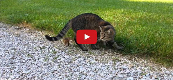 Cat Tries To Make Chipmunk Dinner, The Little Guy Fights Back!