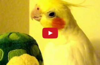 Twinkie The Cockatiel Sings The Andy Griffith Theme, Is Amazing