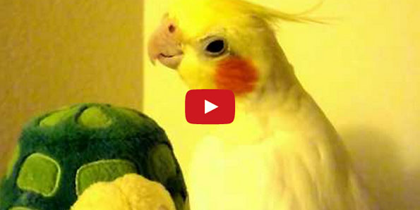 Twinkie The Cockatiel Sings The Andy Griffith Theme, Is Amazing