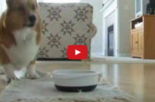 Corgi Does A Little Food Dance At Meal Time, It’s Insanely Cute