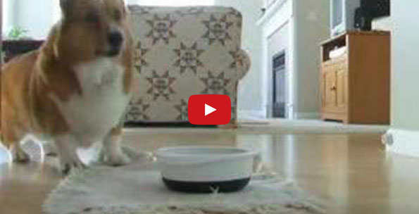 Watch This Corgi Try To Grab A Ball With His Too Tiny Legs