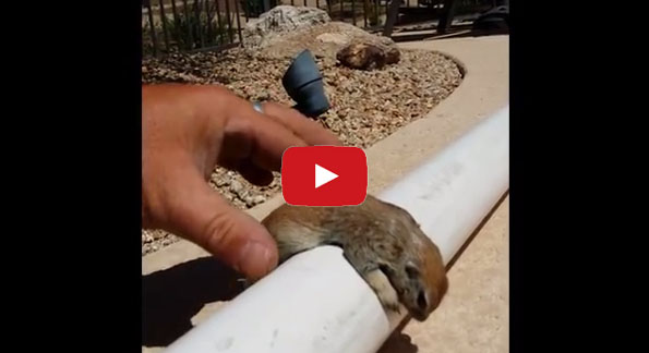 Absolutely Ridiculous: A Squirrel Struggles To Pick Up A Tomato