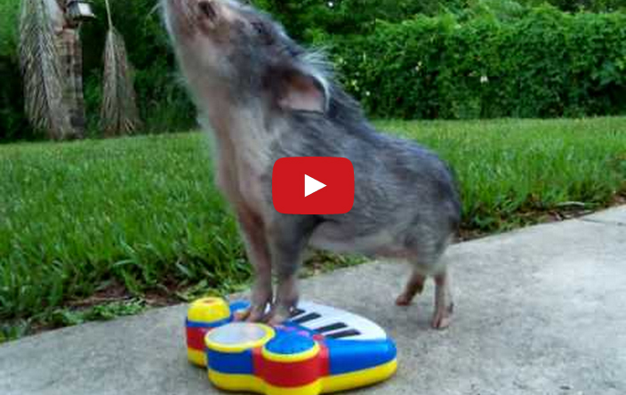 Insanely Cute Pig Plays A Toy Piano, Now I Am Dead