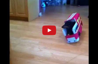 These Dachshunds Make The Most Hilarious Firefighters