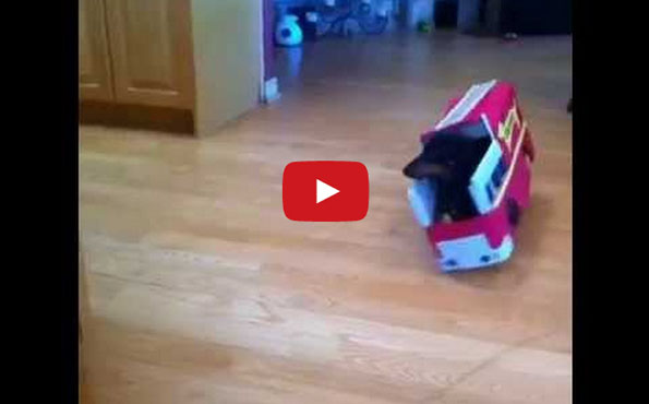 These Dachshunds Make The Most Hilarious Firefighters