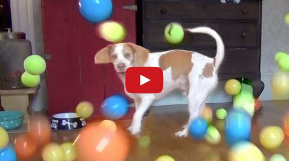 This Dog Receives 100 Balls For His Birthday. Luckiest Pup Ever!