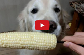 Too Cute! This Dog LOVES Eating Fruits & Veggies