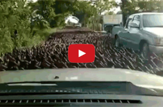Is A Duck Stampede A Sign Of The Apocalypse?