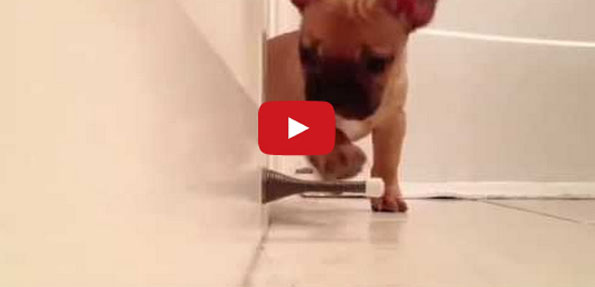 Puppy Discovers Door Stopper, Nothing Should Be This Cute