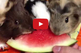 Guinea Pigs Eating Watermelon Will Make You Happy