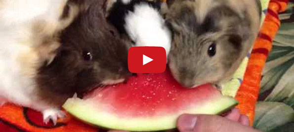 Guinea Pigs Eating Watermelon Will Make You Happy