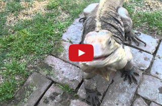 Giant Lizard Thinks He’s A Dog, Comes When He’s Called