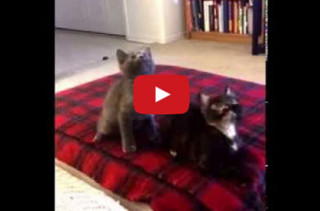 Kittens Dancing In Sync With ‘Turn Down For What’ = Insanity