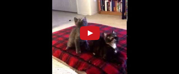 Kittens Dancing In Sync With ‘Turn Down For What’ = Insanity