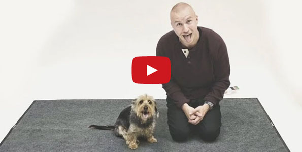 Dogs React Hilariously To Crazy Human Barking At Them