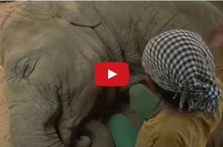 Watch This Woman Woman Sing An Elephant To Sleep