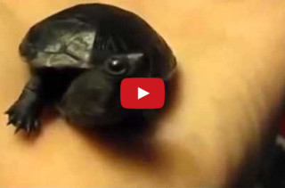 Baby Animals Yawning Will Make You Squee & Possibly Yawn