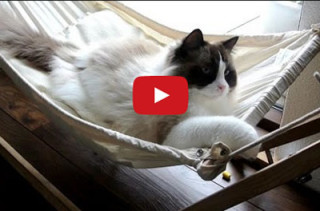This Cat Proves That Hammocking Is Hard Even For Kitties