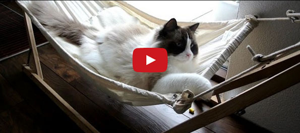 Embrace The Lazy, Get Your a Cat Hammock