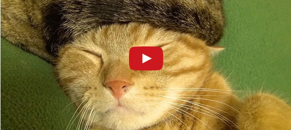 Dapper Cat Is Dapper: Fedoras For Kitties