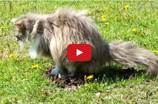 Just A Cat Peeing On A Mole’s Head. That Is All.
