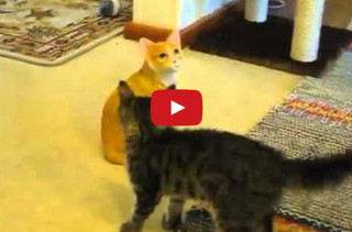 A Real Cat Meets A Cat Statue, Hilarity Ensues